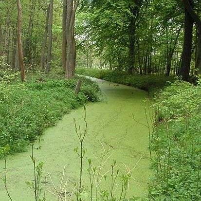 image Eutrophisation des eaux douces