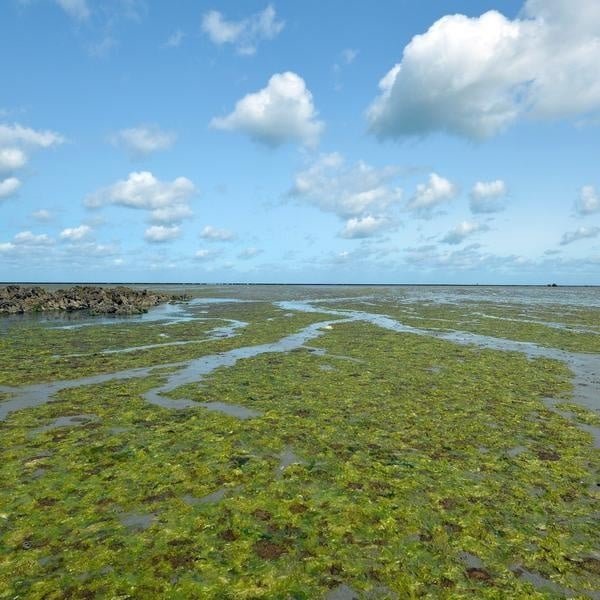 image Marine eutrophication